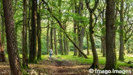 Ein Frau wandert auf einem Waldweg durch die Bäume.