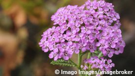 Lila blühende Schafgarbe.