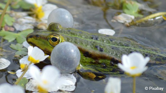 Bild eines Frosches mit aufgeblähten Luftsäcken.