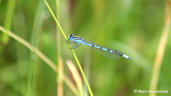 Blau-schwarze Libelle sitzt an einem Halm.