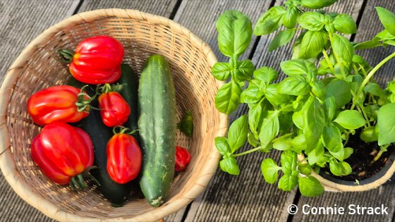Tomaten, Gurken und Basilikum frisch geerntet.