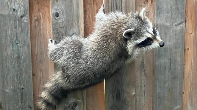 Waschbären vertreiben