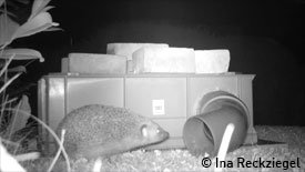 Wildtiergeschichten