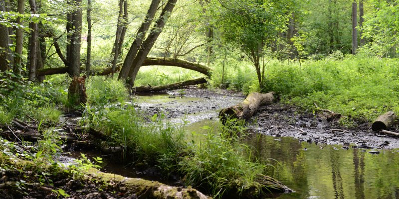 Die Biegung eines Flüsschens unter grünem Blätterdach und bewachsenem Ufer im Nationalpark Kellerwald-Edersee